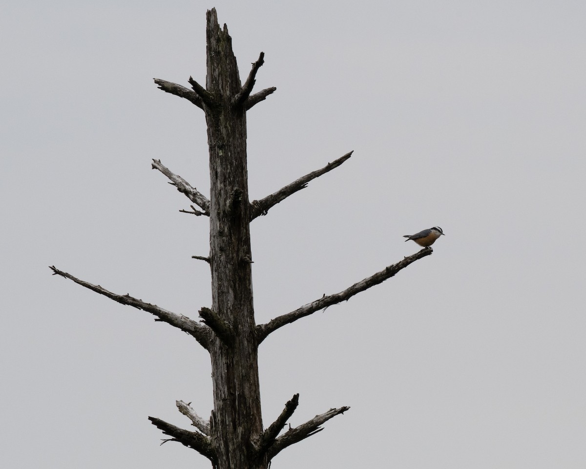 Red-breasted Nuthatch - ML641912406