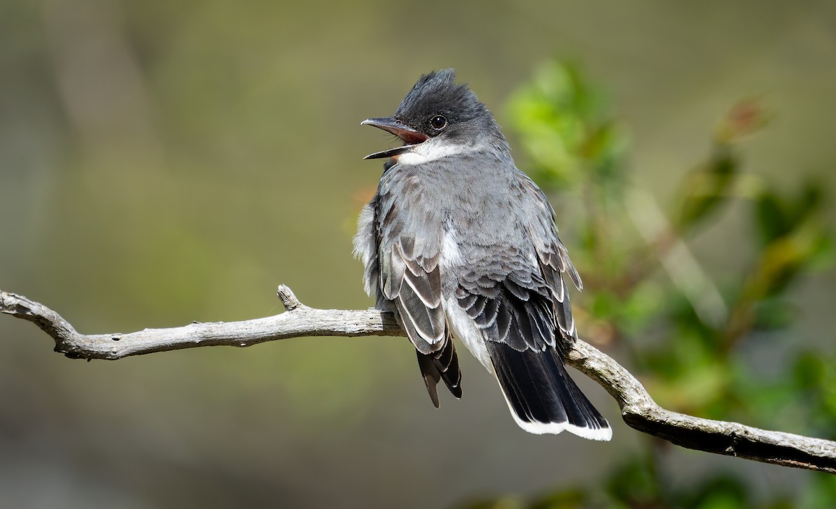 Eastern Kingbird - ML641912407