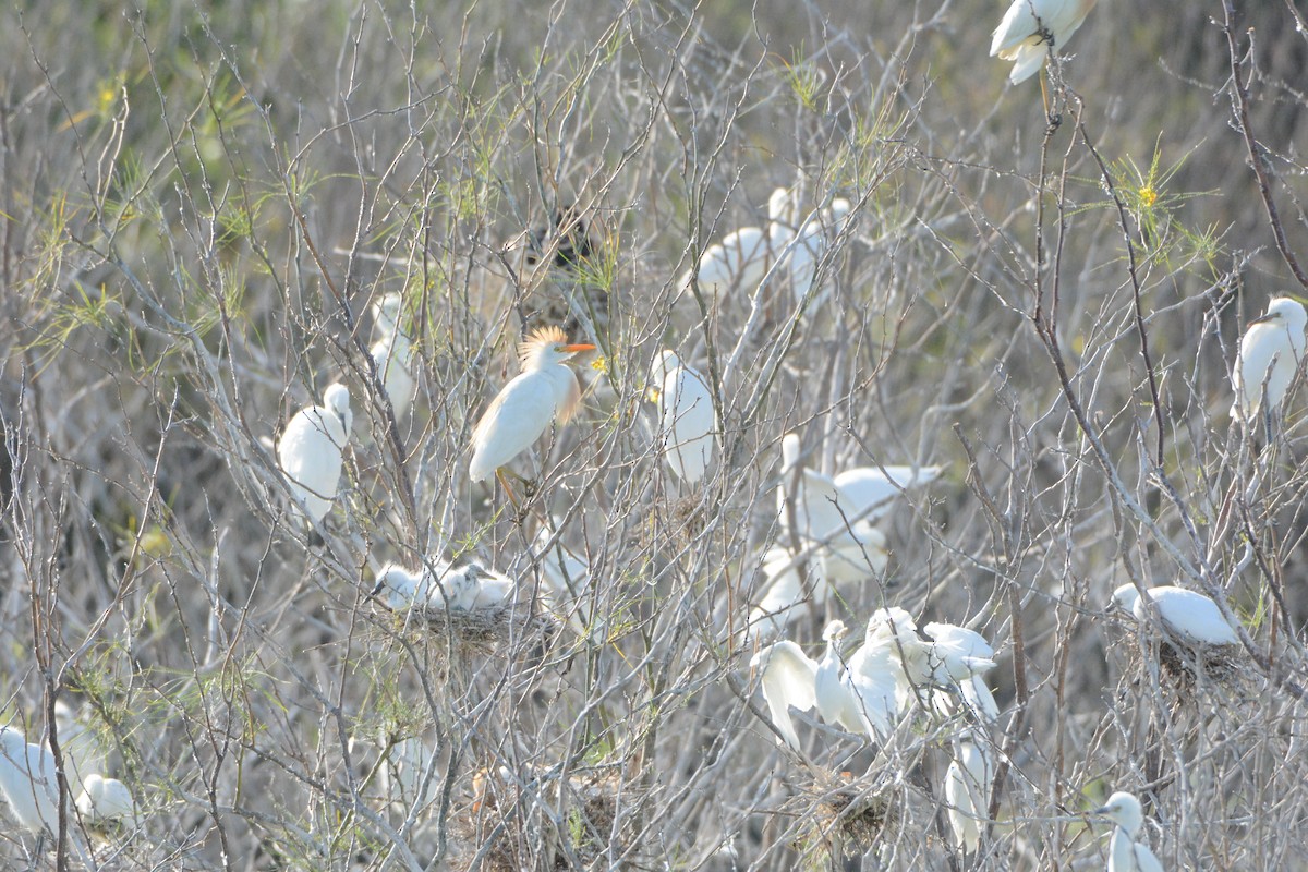 Western Cattle Egret - ML64191241