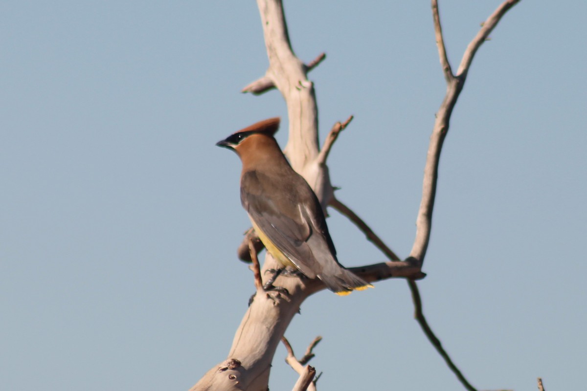 Cedar Waxwing - ML641912418