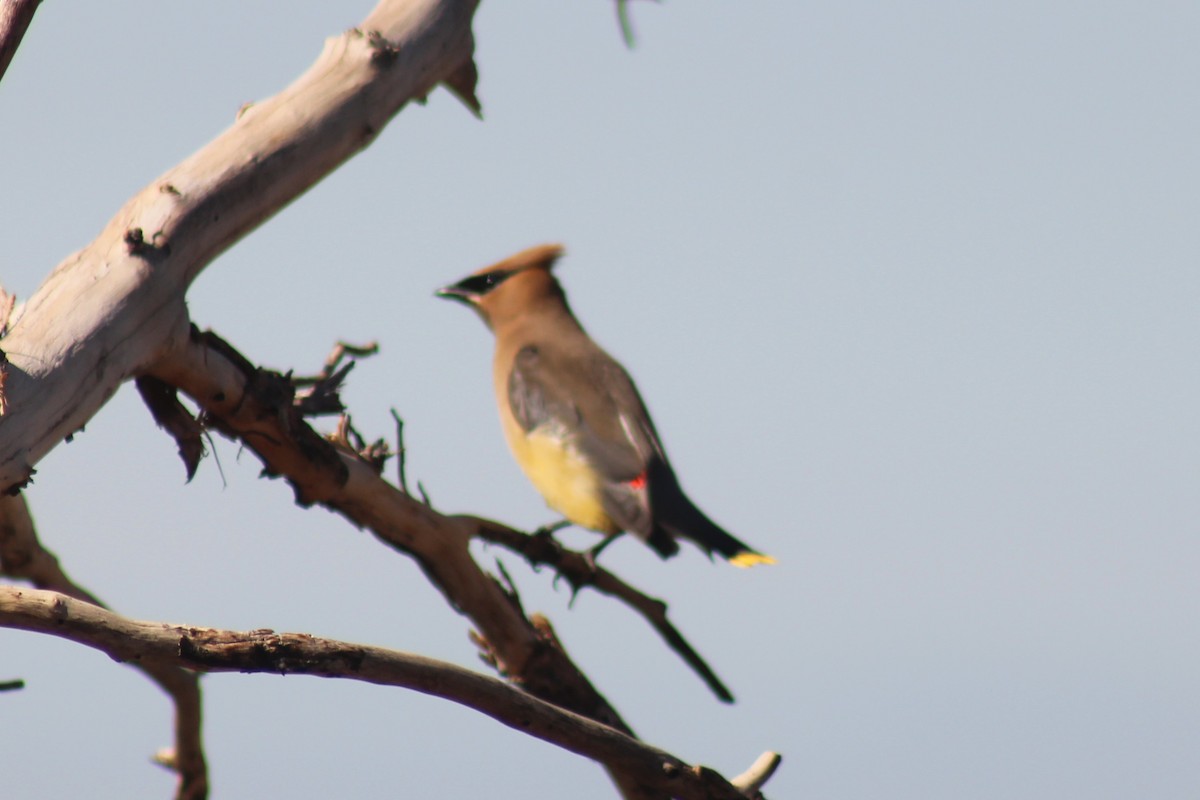 Cedar Waxwing - ML641912419