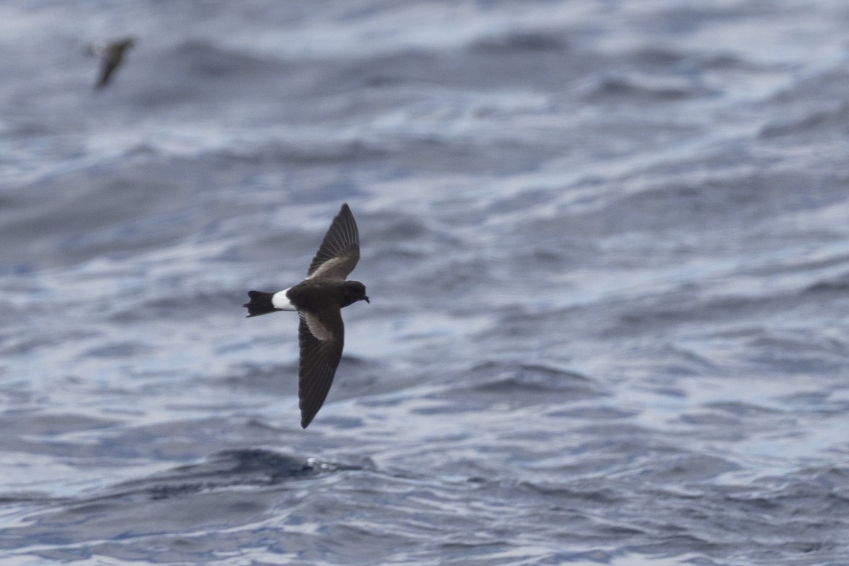 黃蹼洋海燕 - ML641912426