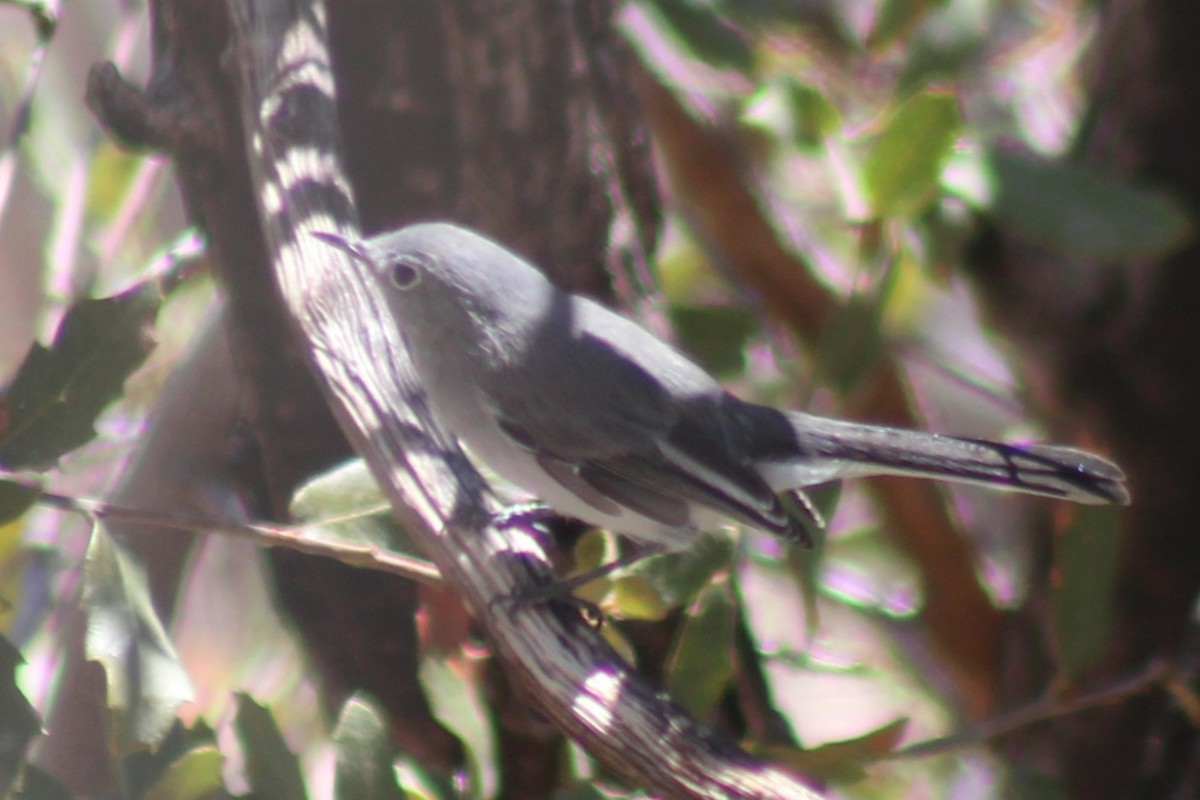 Black-tailed Gnatcatcher - ML641912434