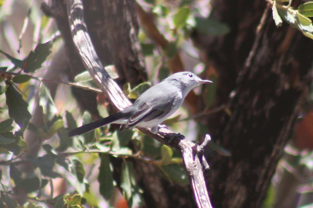 Black-tailed Gnatcatcher - ML641912435
