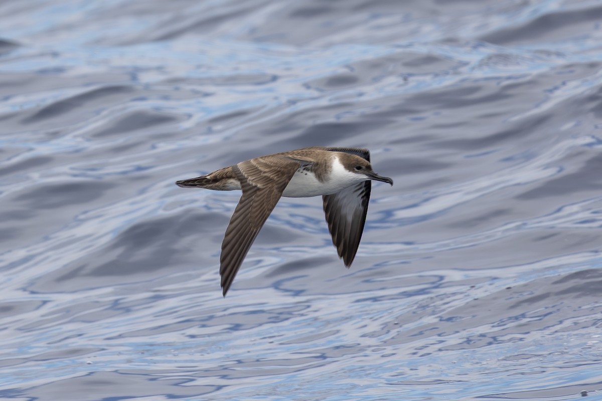 Great Shearwater - ML641912436