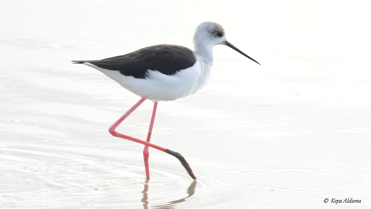 Black-winged Stilt - ML641912439