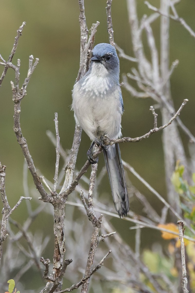 Woodhouse's Scrub-Jay - ML641912453