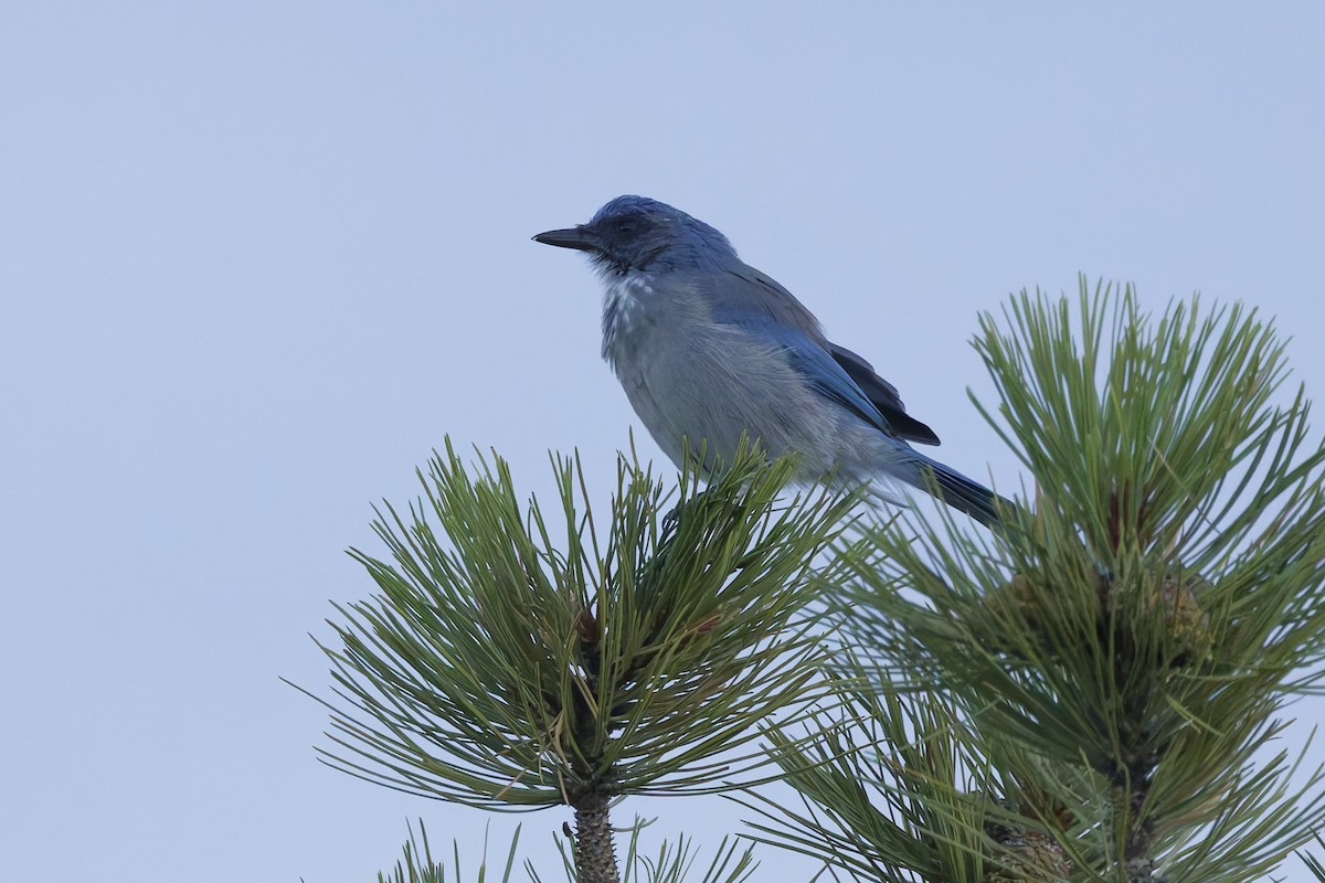 Woodhouse's Scrub-Jay - ML641912454