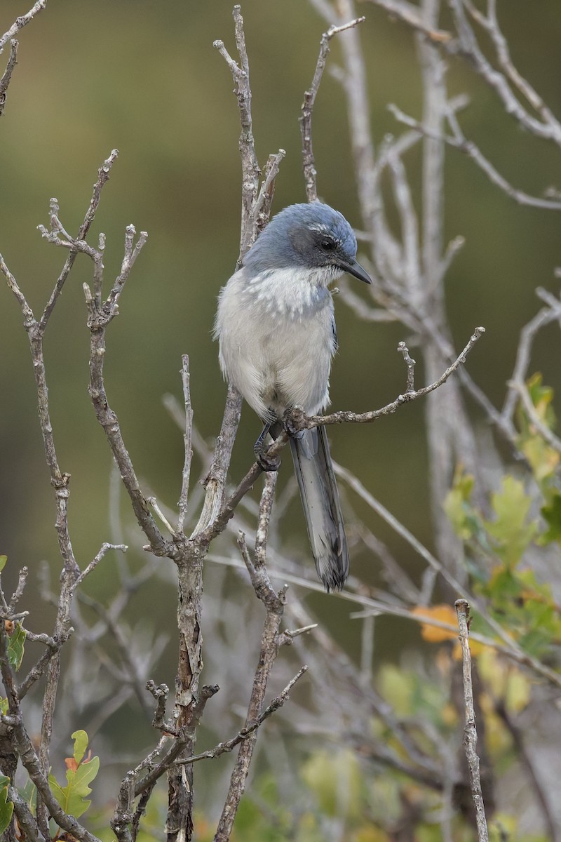 Woodhouse's Scrub-Jay - ML641912455