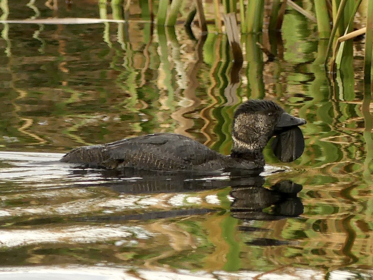 Musk Duck - ML641912471