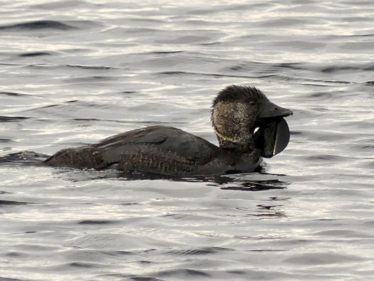 Musk Duck - ML641912472