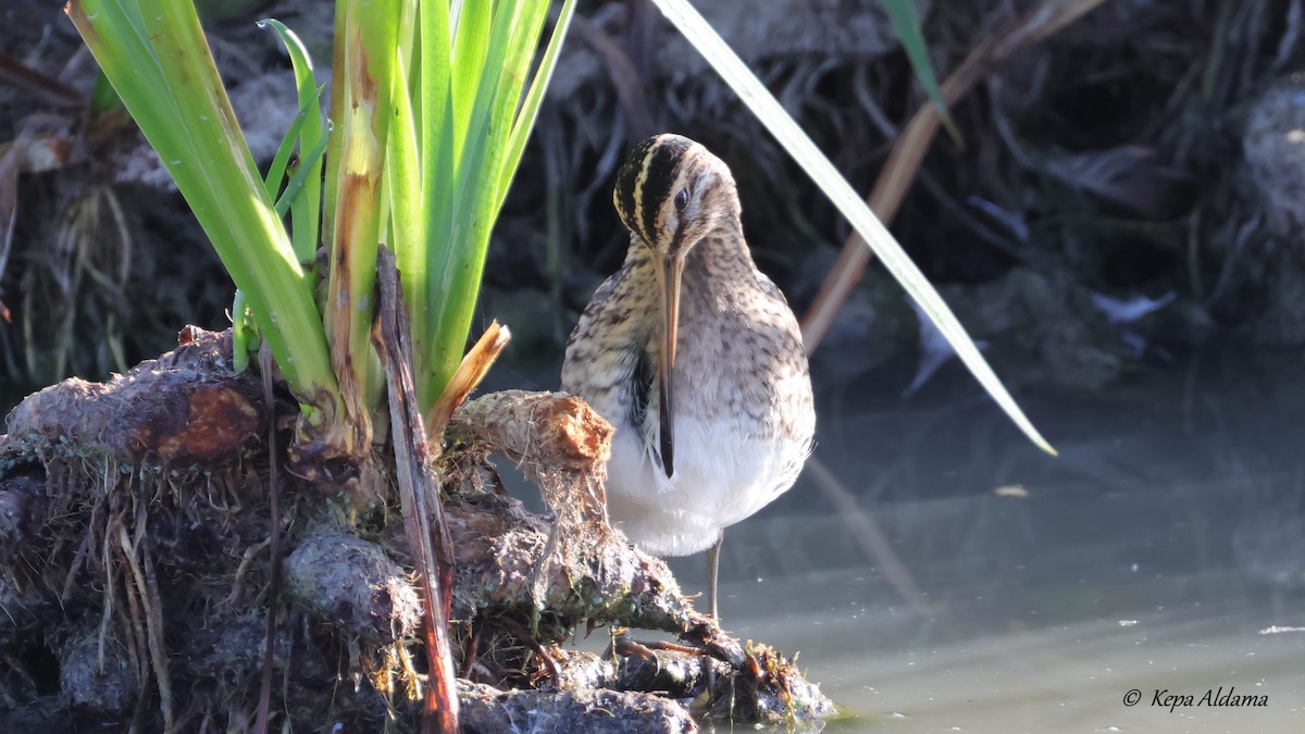 Common Snipe - ML641912475
