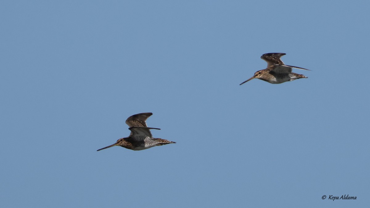 Common Snipe - ML641912478
