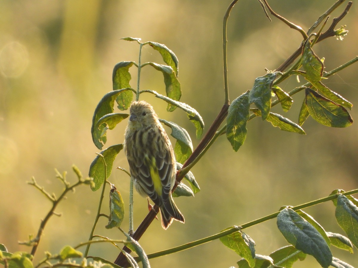 European Serin - ML641912493