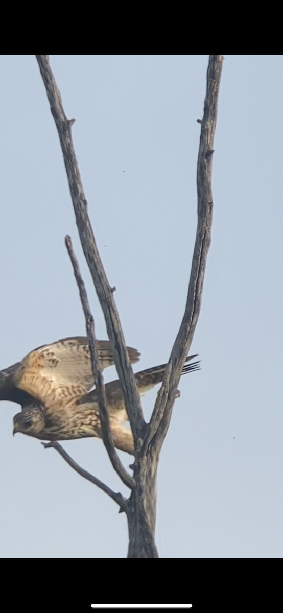 Red-shouldered Hawk - ML641912495