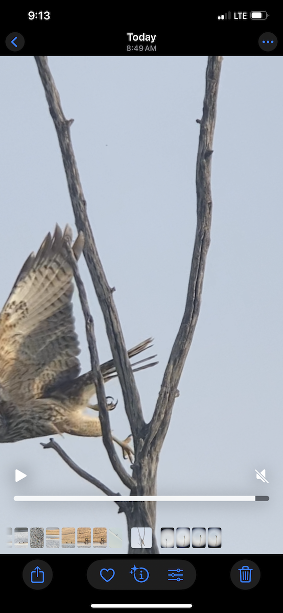 Red-shouldered Hawk - ML641912496