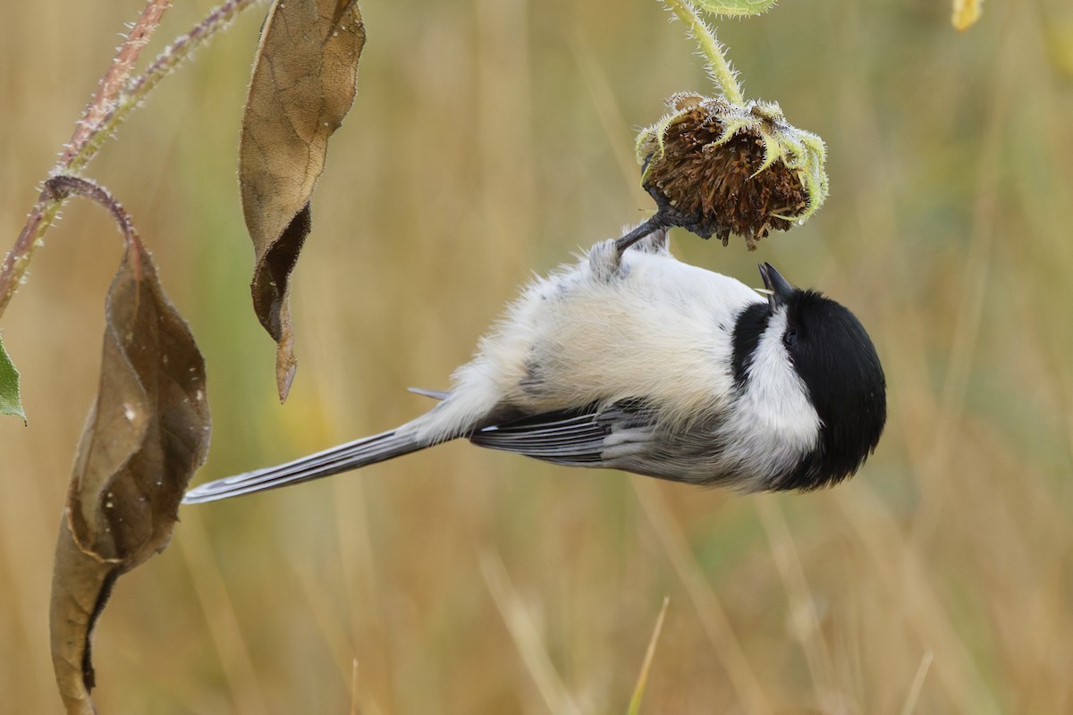 Black-capped Chickadee - ML641912504