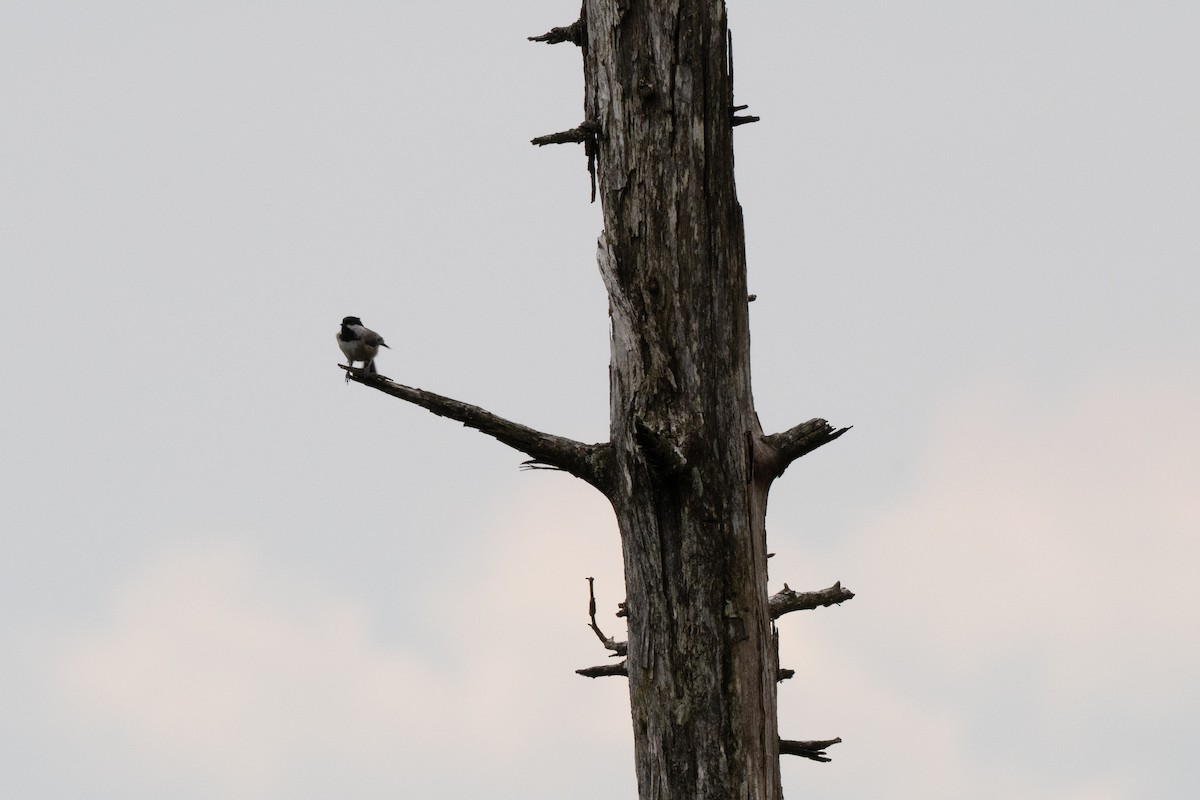 Black-capped Chickadee - ML641912508