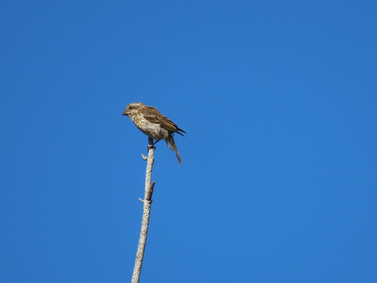 Purple Finch - ML641912517