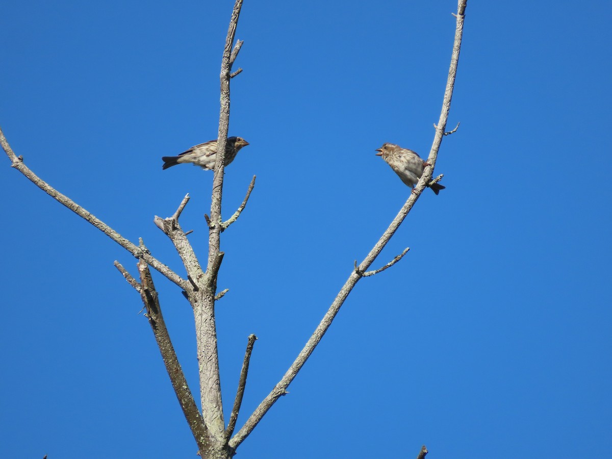 Purple Finch - ML641912518