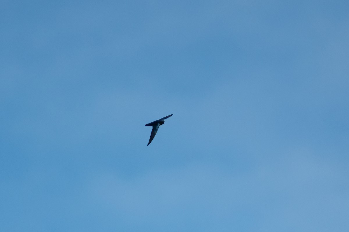 Glossy Swiftlet - ML641912519