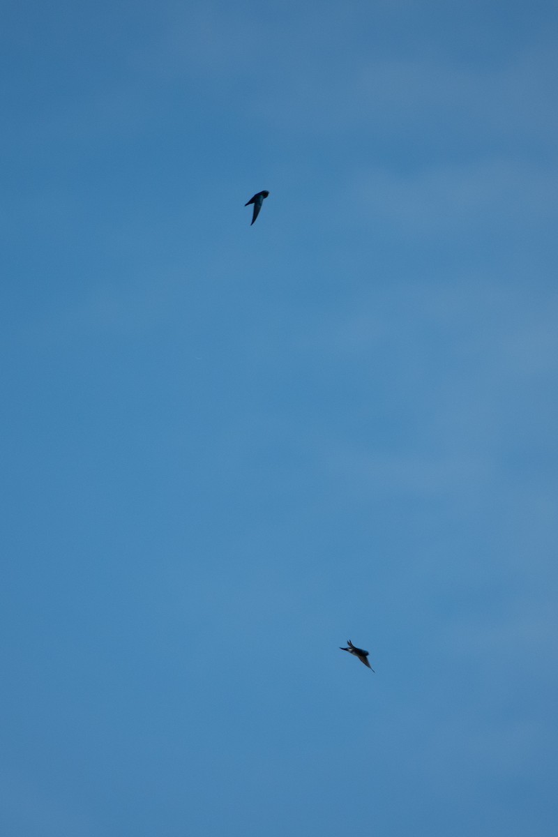 Glossy Swiftlet - ML641912520