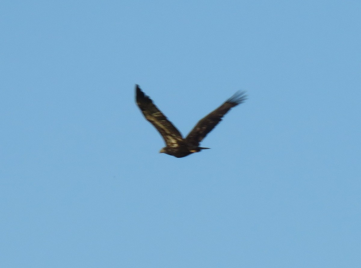 Bald Eagle - ML641912522