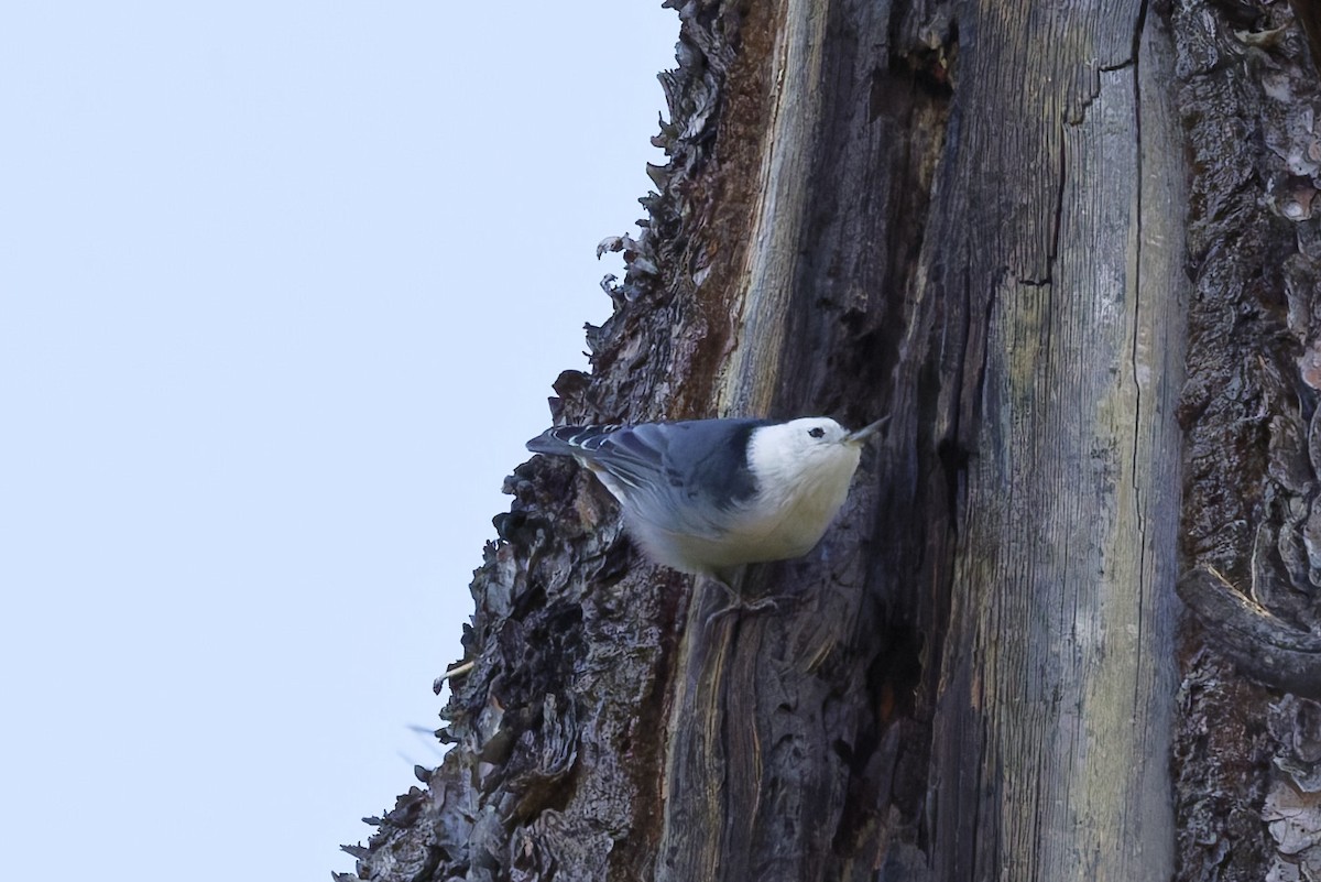 White-breasted Nuthatch - ML641912530