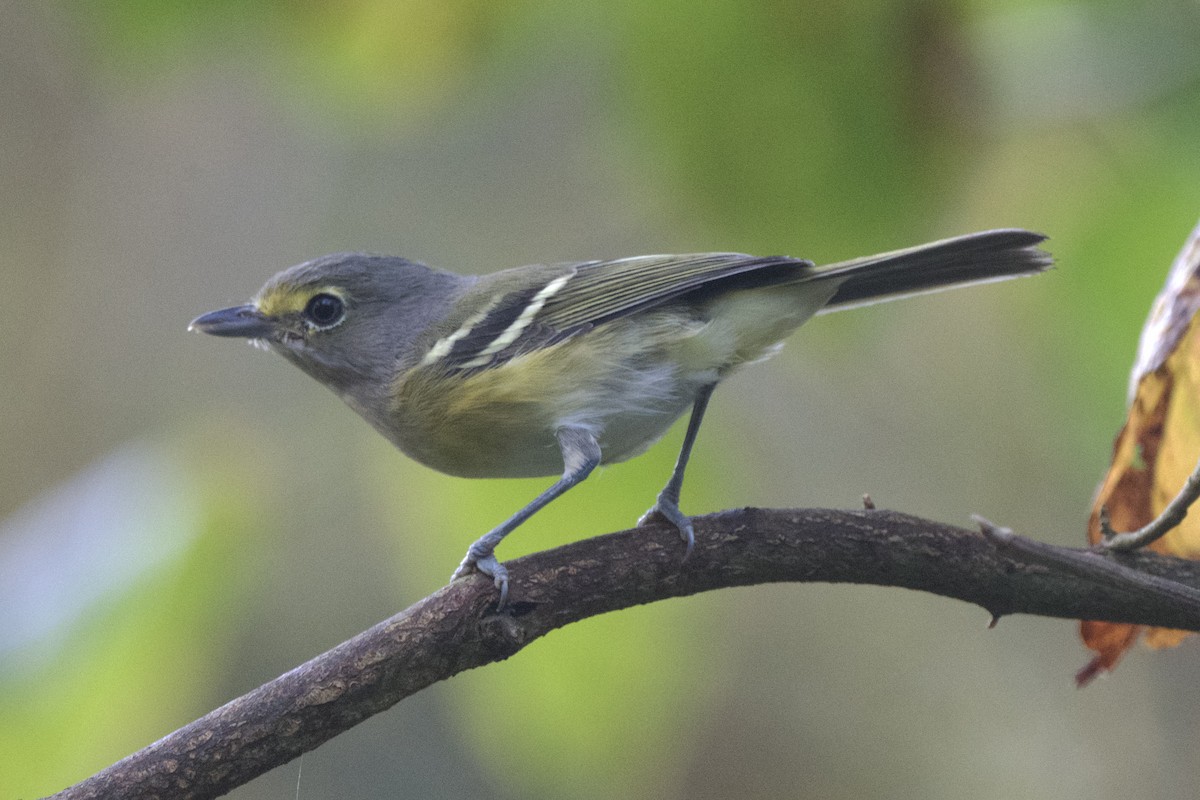 White-eyed Vireo - ML641912534