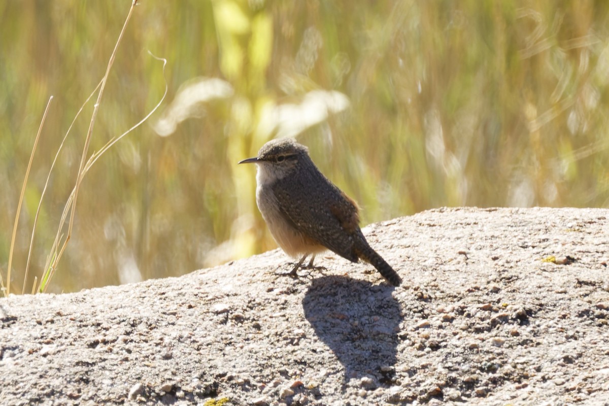 Rock Wren - ML641912535