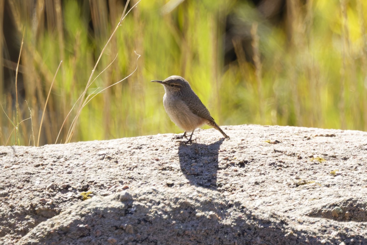 Rock Wren - ML641912536