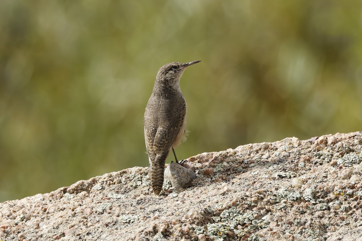 Rock Wren - ML641912537