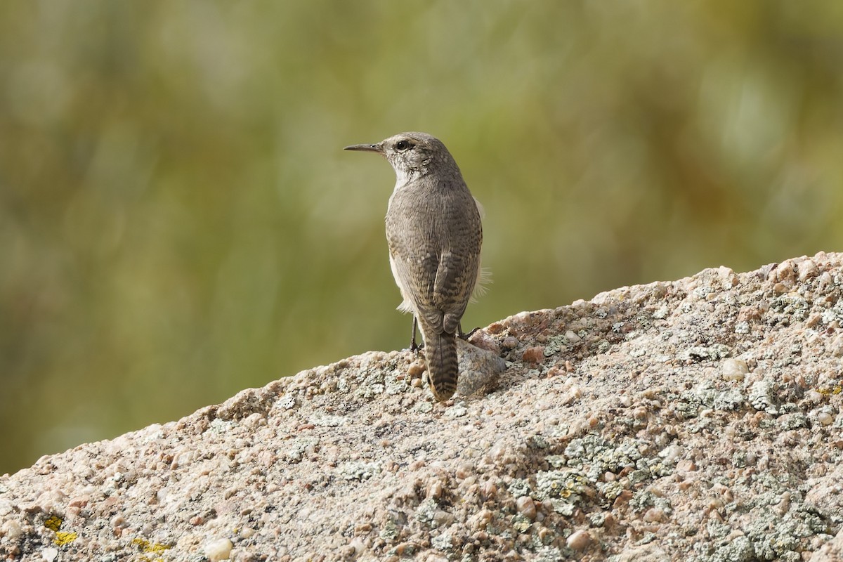 Rock Wren - ML641912538