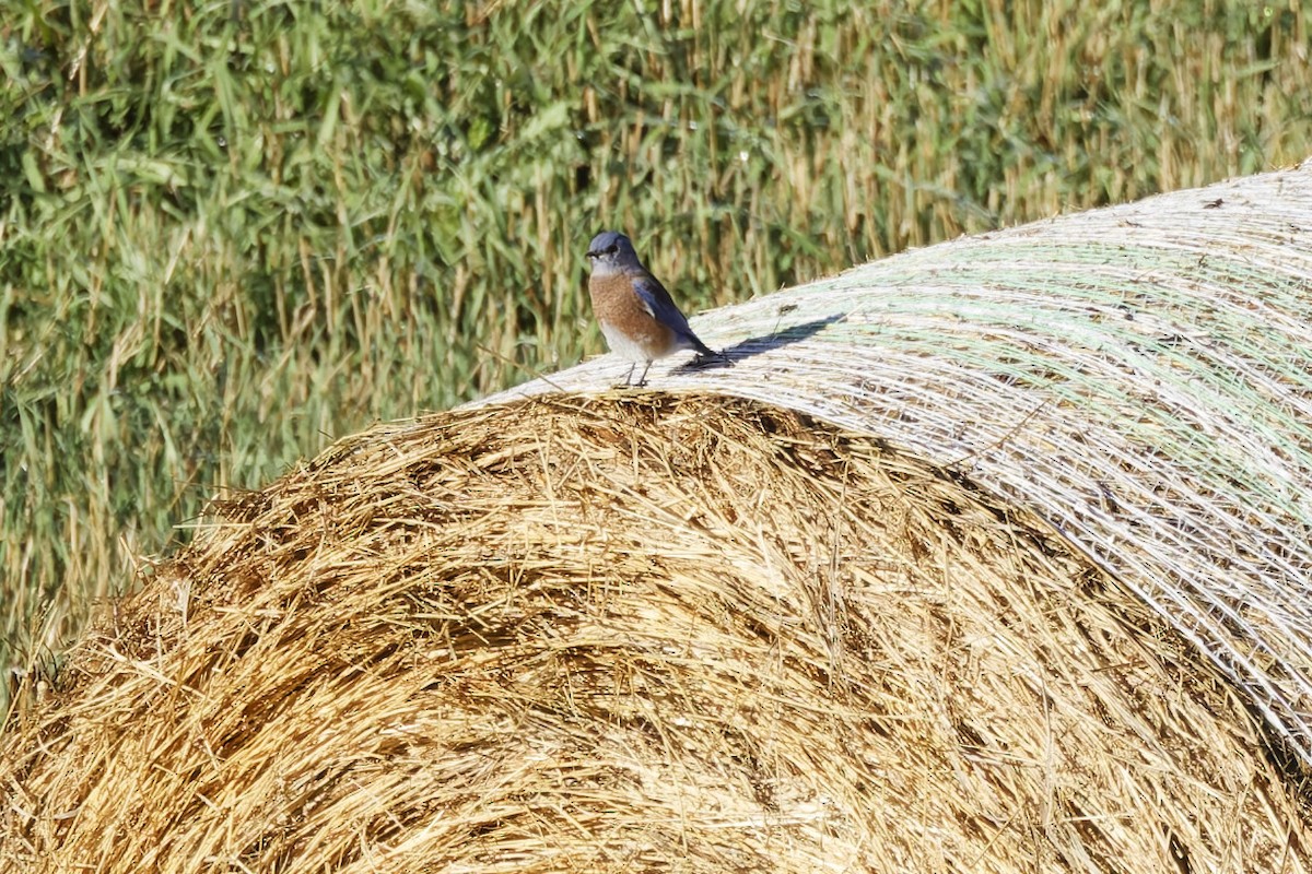 Western Bluebird - ML641912541