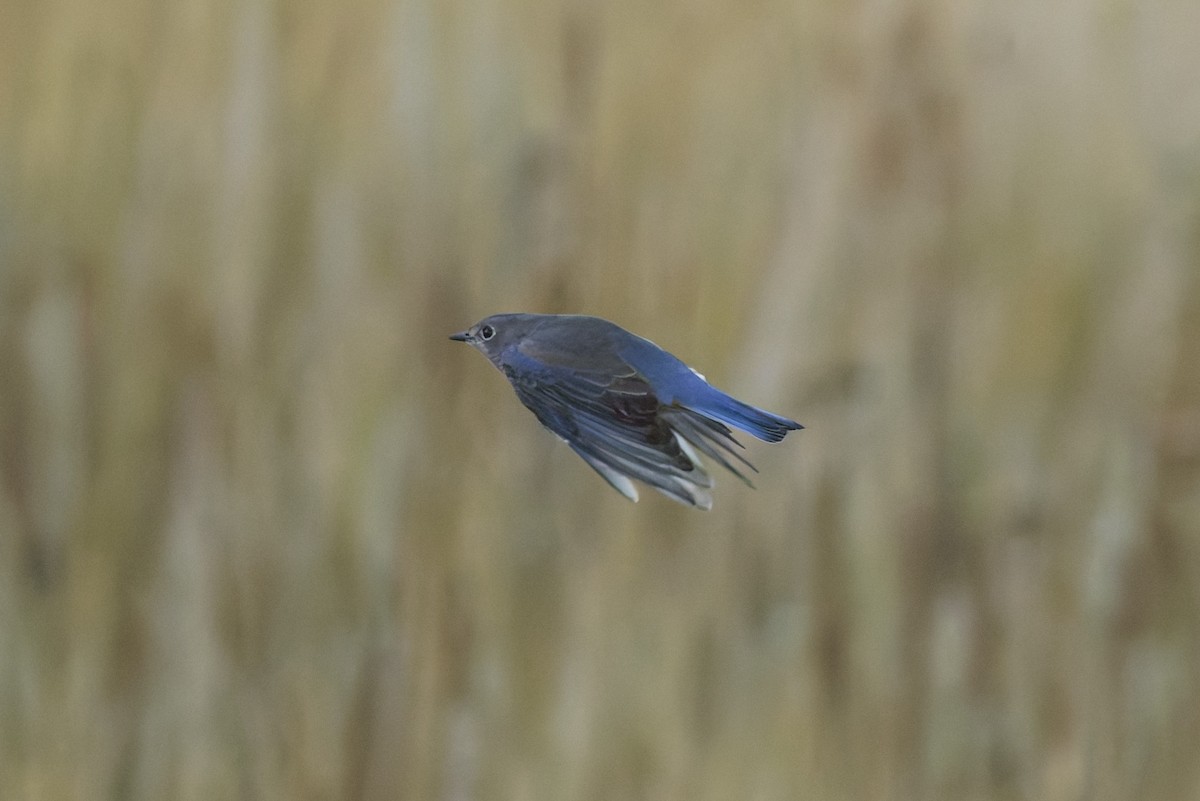 Mountain Bluebird - ML641912544