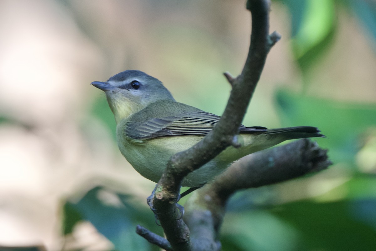 Philadelphia Vireo - ML641912547