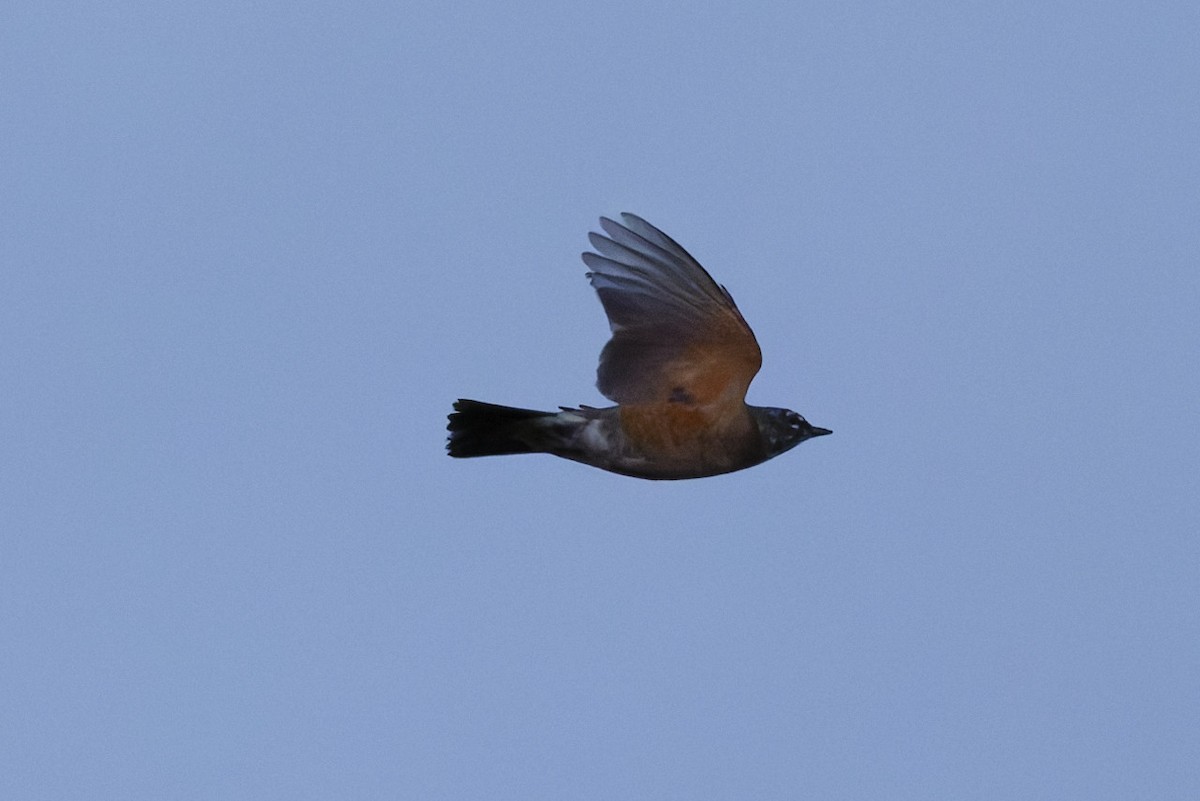 American Robin - ML641912548