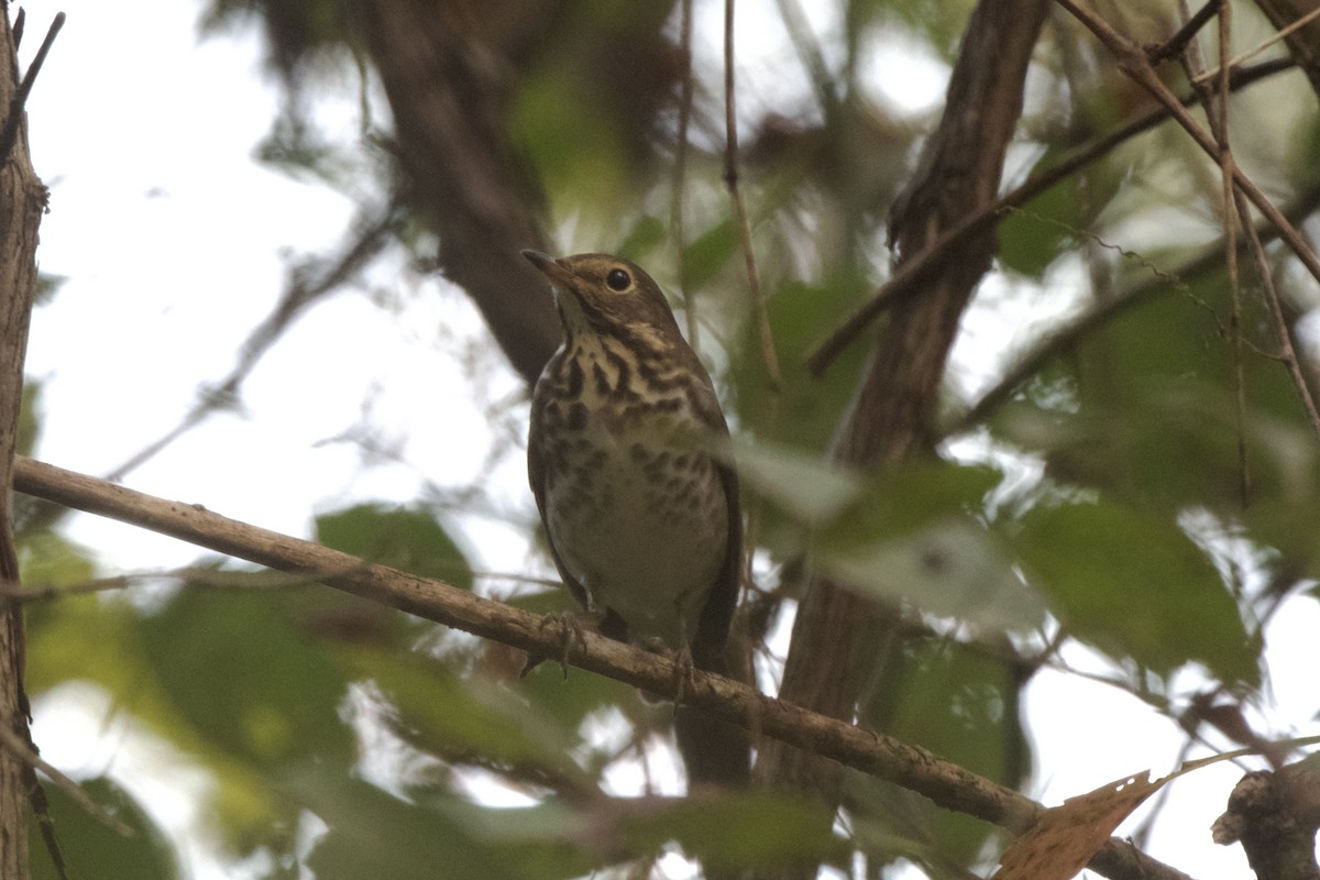 Swainson's Thrush - ML641912551