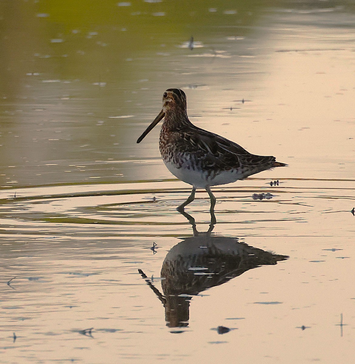 Common Snipe - ML641912553