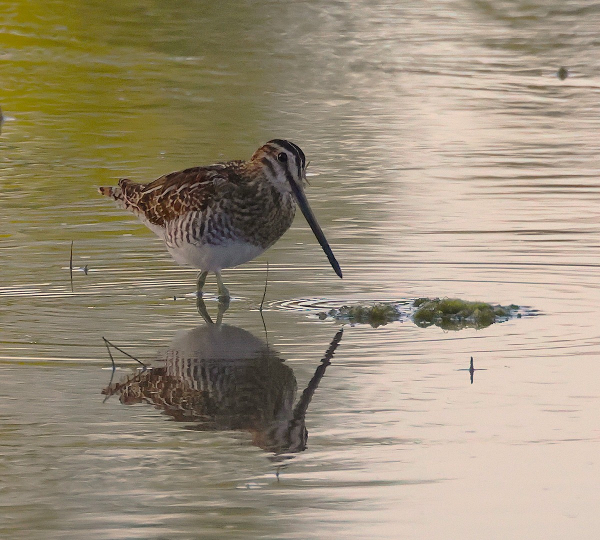 Common Snipe - ML641912554
