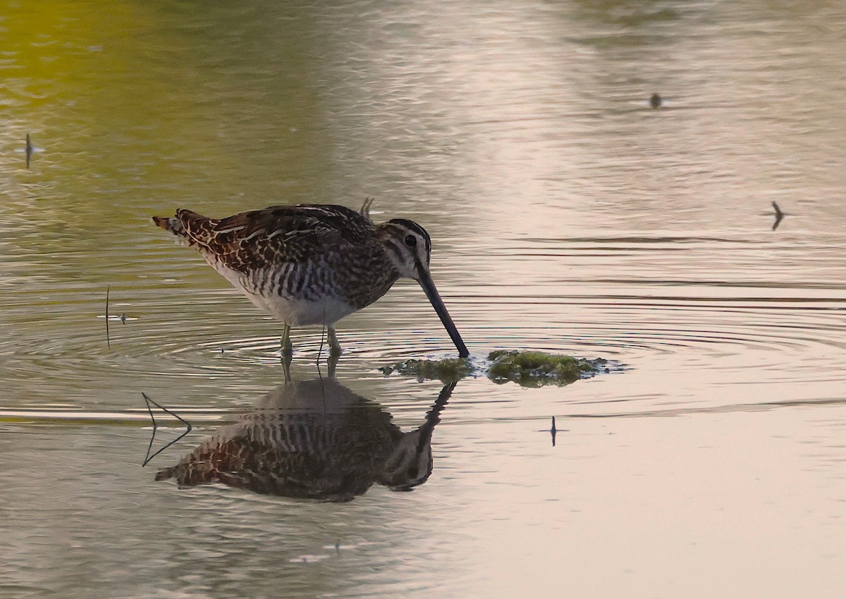 Common Snipe - ML641912555