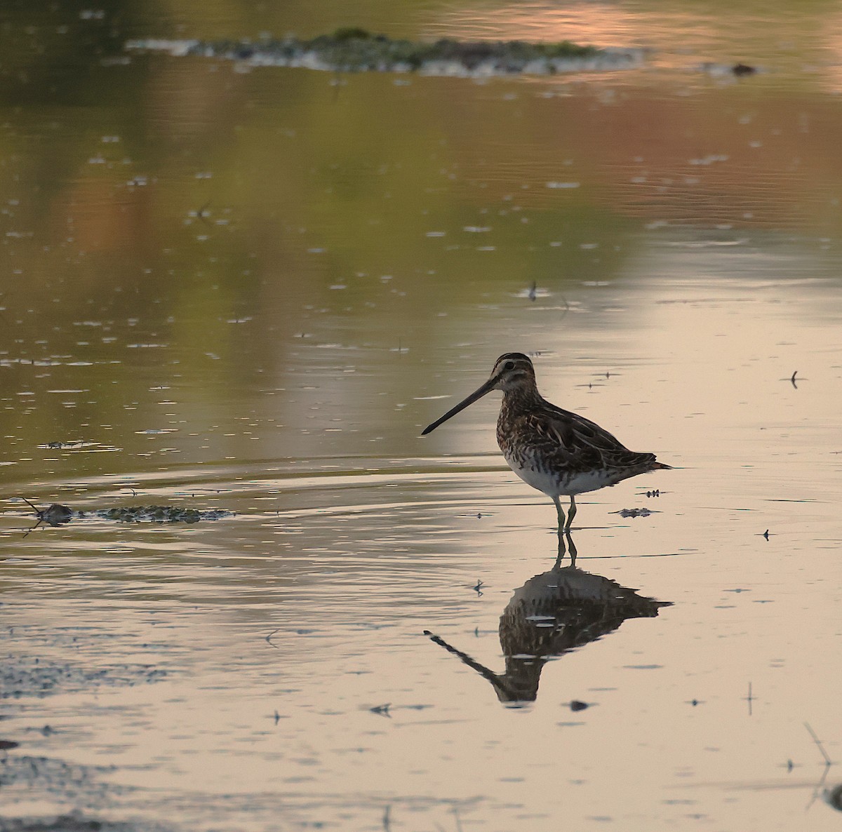 Common Snipe - ML641912556