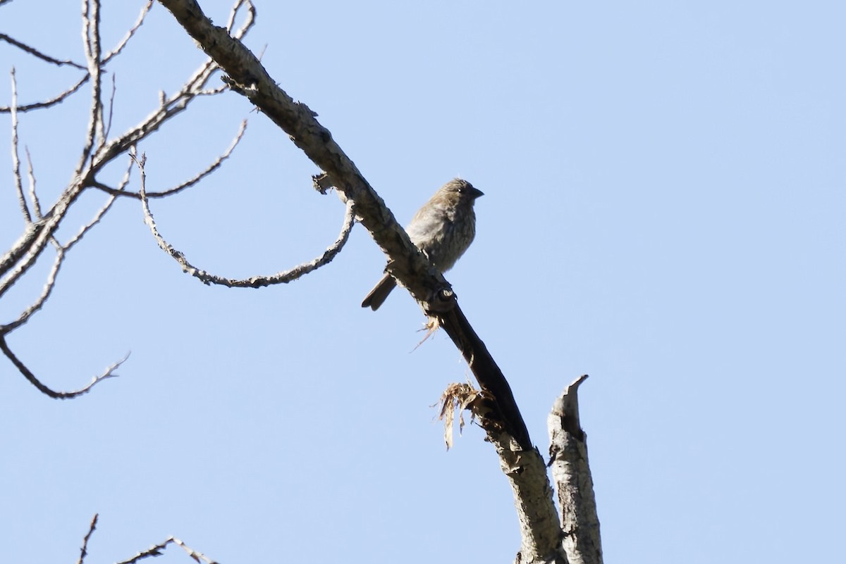 House Finch - ML641912557