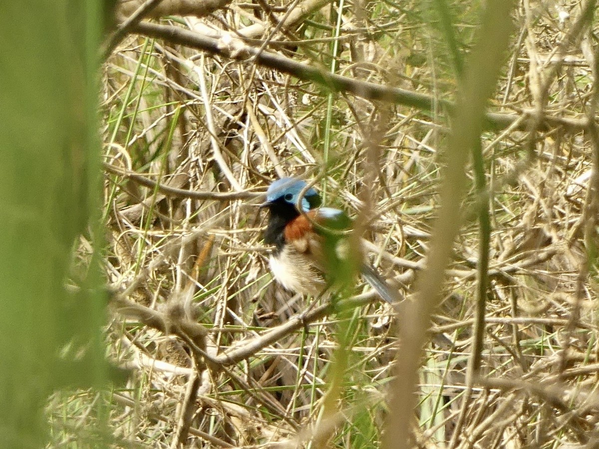 Red-winged Fairywren - ML641912562