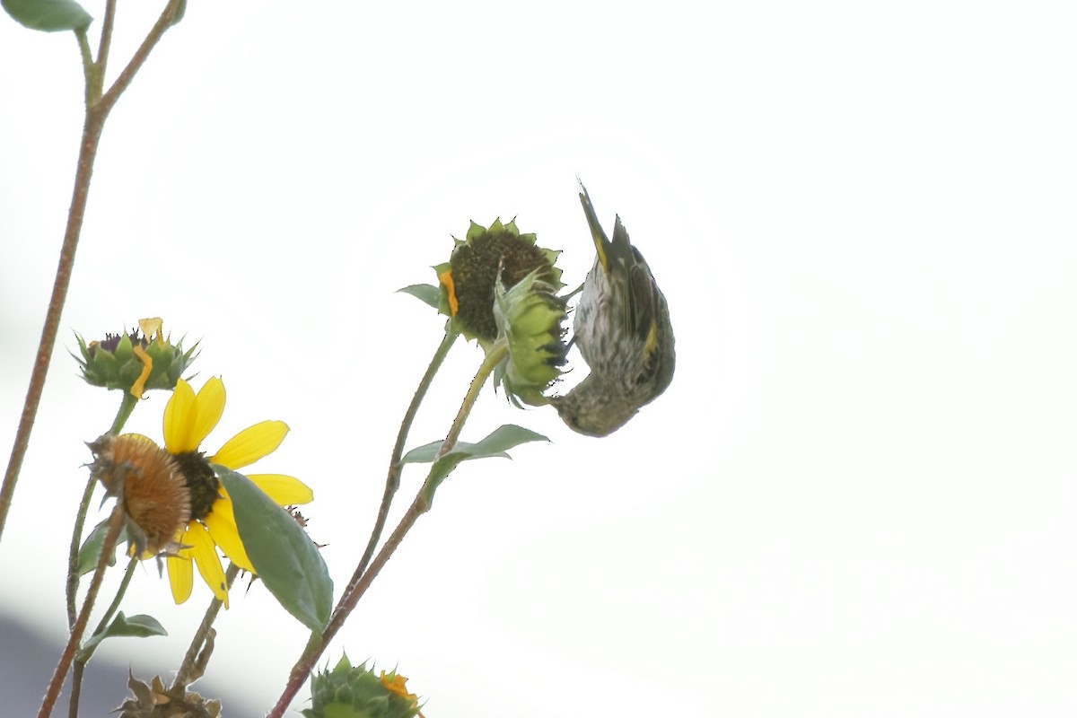 Pine Siskin - ML641912566