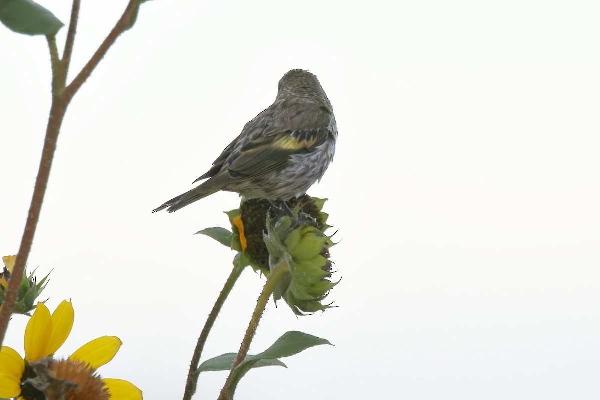 Pine Siskin - ML641912567
