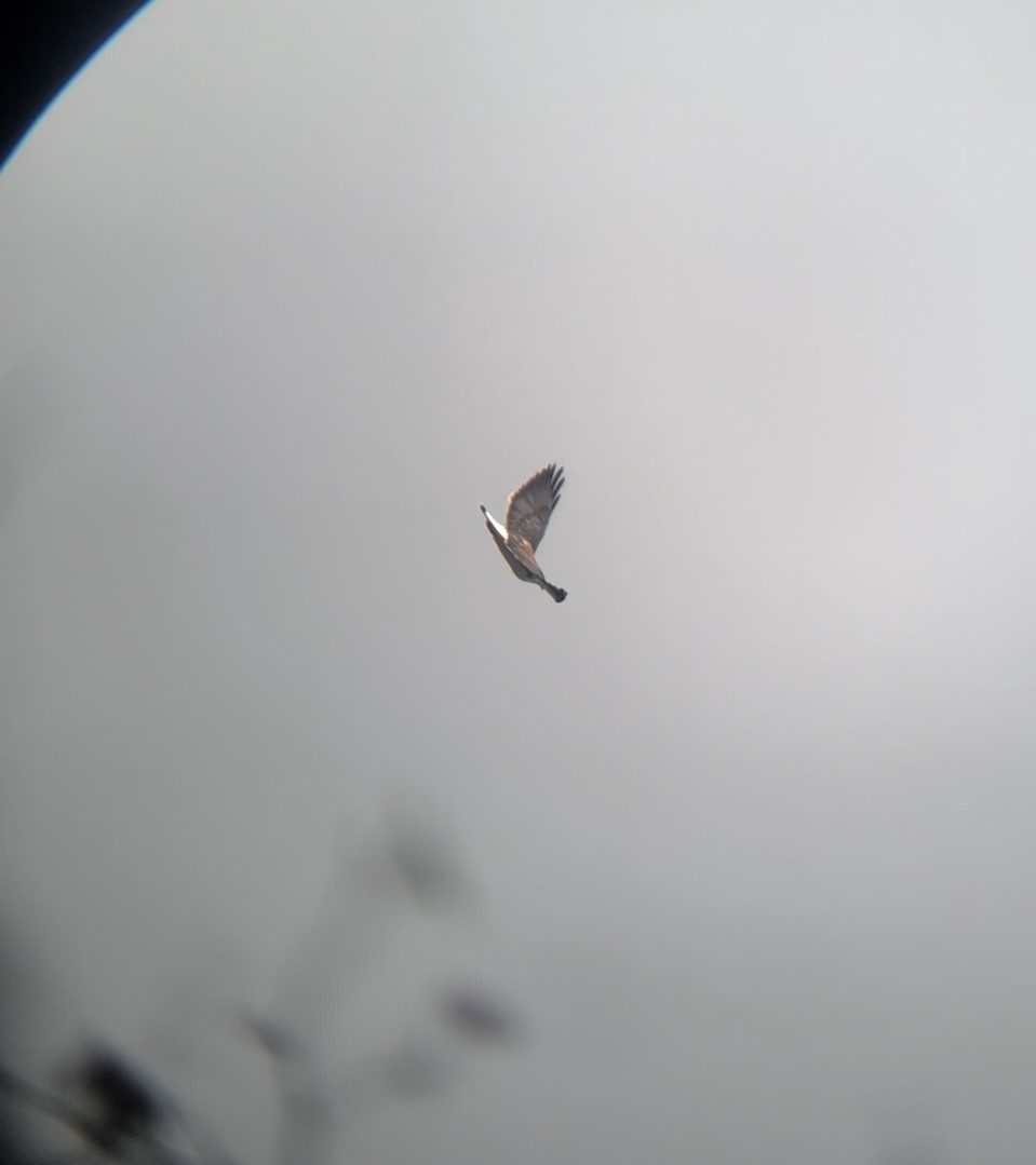 Variable Hawk - ML641912574