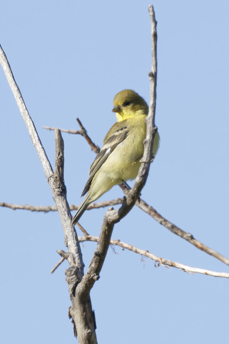 Lesser Goldfinch - ML641912585