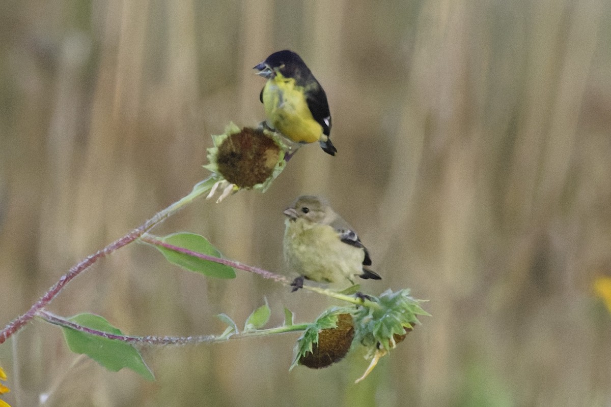 Lesser Goldfinch - ML641912586
