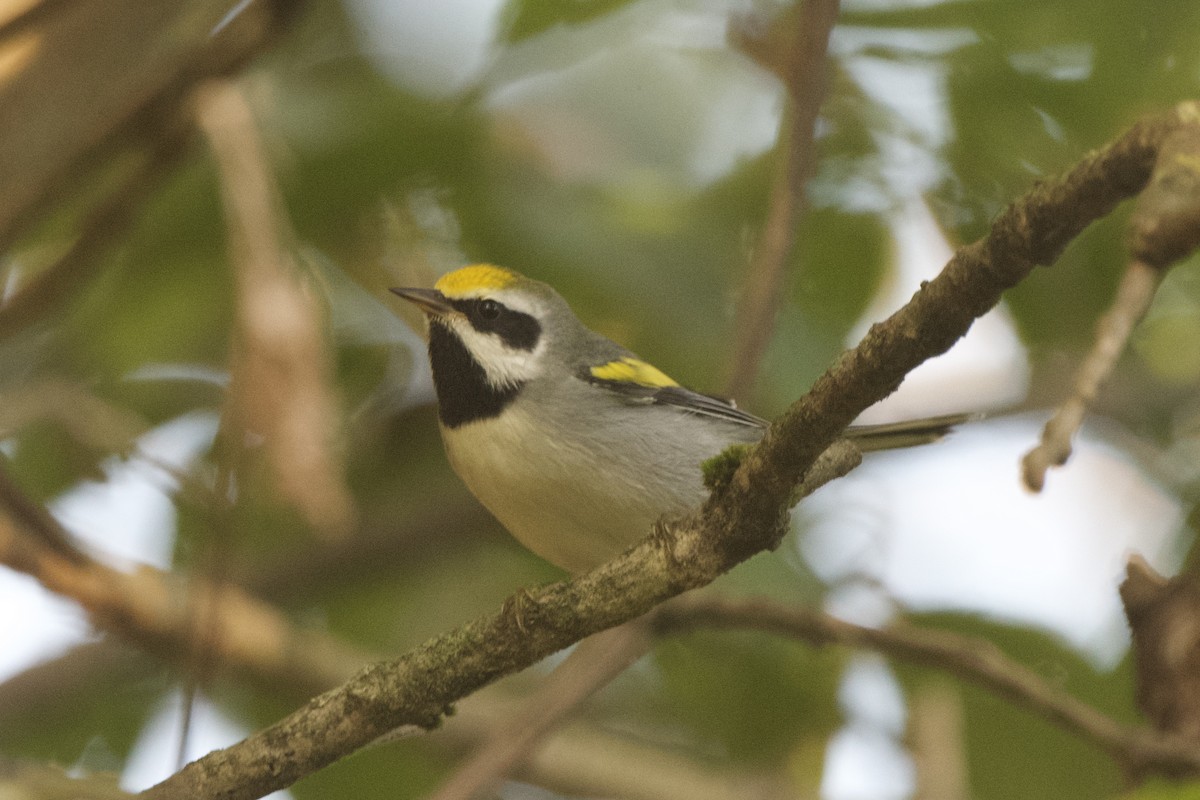 Golden-winged Warbler - ML641912588
